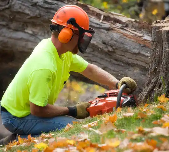 tree services Farmington Hills